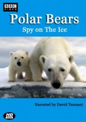 BBC. Белый медведь: Шпион во льдах / Polar Bears: Spy on the Ice BBC. Белый медведь: Шпион во льдах
