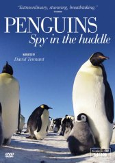 BBC. Пингвины: Шпион в толпе / Penguins: Spy in the Huddle BBC. Пингвины: Шпион в толпе
